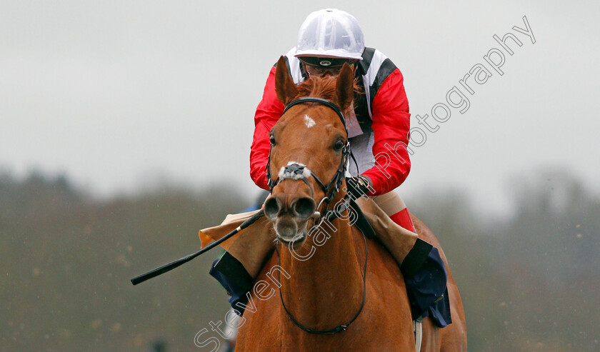 Harry s-Bar-0006 
 HARRY'S BAR (Andrea Atzeni) wins The Heed Your Hunch At Betway Handicap
Lingfield 15 Feb 2020 - Pic Steven Cargill / Racingfotos.com