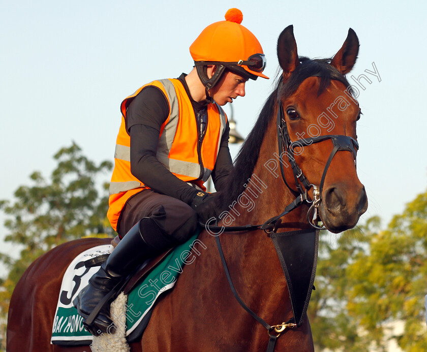 Dubai-Honour-0002 
 DUBAI HONOUR training for The Sheema Classic
Meydan, Dubai, 24 Mar 2022 - Pic Steven Cargill / Racingfotos.com