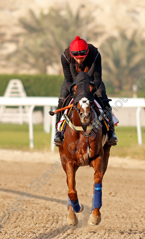 Emperor-Of-The-Sun-0002 
 EMPEROR OF THE SUN exercising in preparation for Friday's Bahrain International Trophy
Sakhir Racecourse, Bahrain 16 Nov 2021 - Pic Steven Cargill / Racingfotos.com