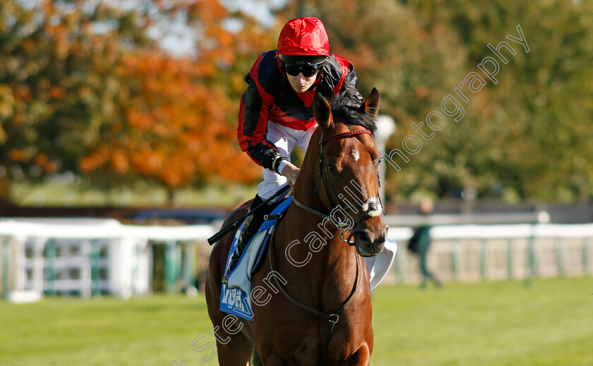 Zayer-0002 
 ZAYER (Luke Morris)
Newmarket 11 Oct 2024 - Pic Steven Cargill / Racingfotos.com