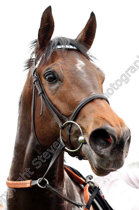 Qabala-0017 
 QABALA after The Lanwades Stud Nell Gwyn Stakes
Newmarket 16 Apr 2019 - Pic Steven Cargill / Racingfotos.com