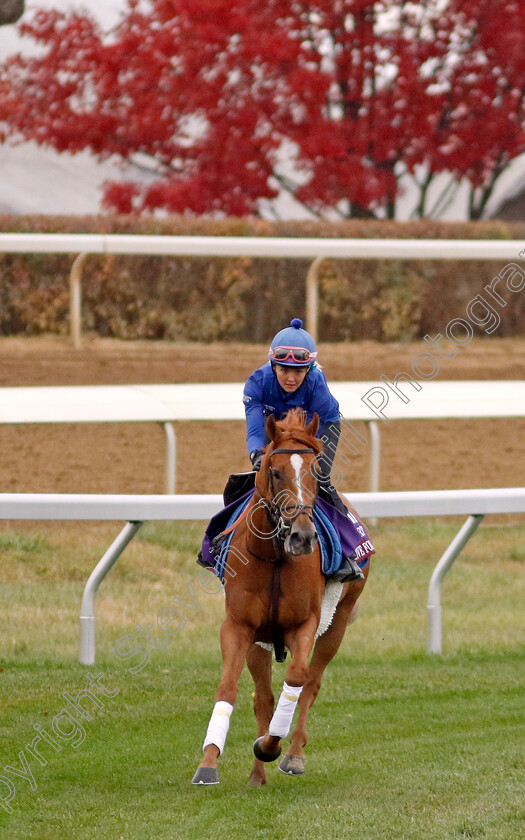 Creative-Force-0004 
 CREATIVE FORCE training for the Breeders' Cup Turf Sprint
Keeneland USA 1 Nov 2022 - Pic Steven Cargill / Racingfotos.com