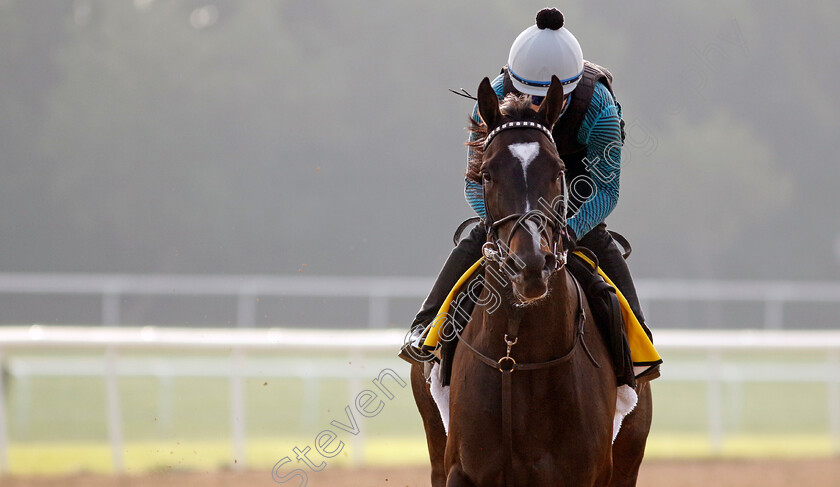 Catnip-0001 
 CATNIP training for the Dubai Turf
Meydan Dubai 28 Mar 2024 - Pic Steven Cargill / Racingfotos.com