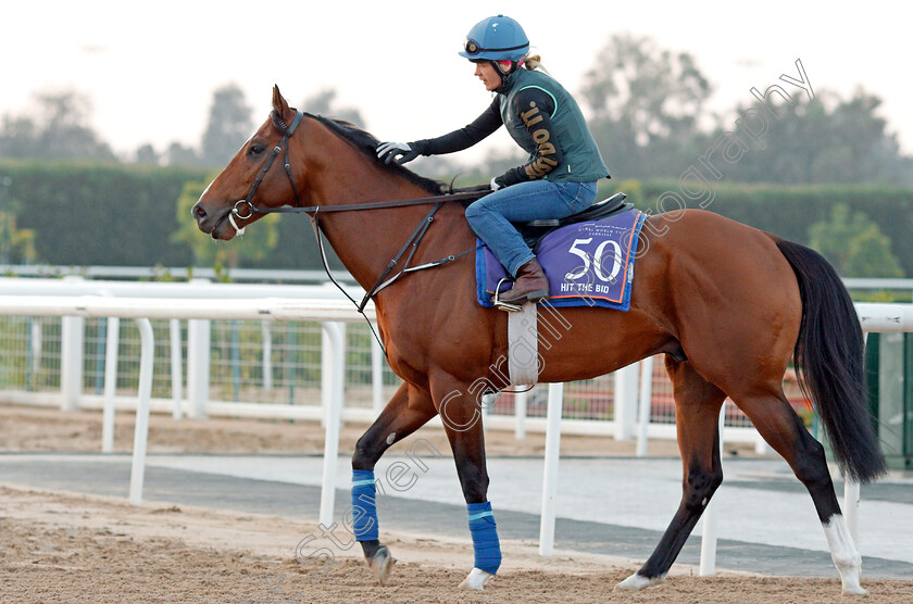 Hit-The-Bid-0001 
 HIT THE BID, trained by Darren Bunyan, exercising in preparation for The Dubai World Cup Carnival, Meydan 18 Jan 2018 - Pic Steven Cargill / Racingfotos.com