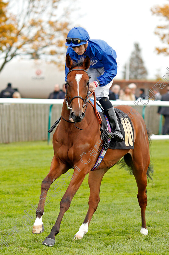 Princess-Bride-0002 
 PRINCESS BRIDE (Hector Crouch) 
Newmarket 23 Oct 2019 - Pic Steven Cargill / Racingfotos.com