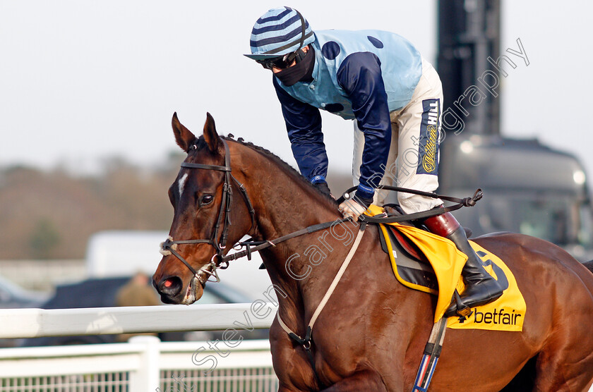 Riders-Onthe-Storm-0002 
 RIDERS ONTHE STORM (Sam Twiston-Davies)
Ascot 20 Feb 2021 - Pic Steven Cargill / Racingfotos.com