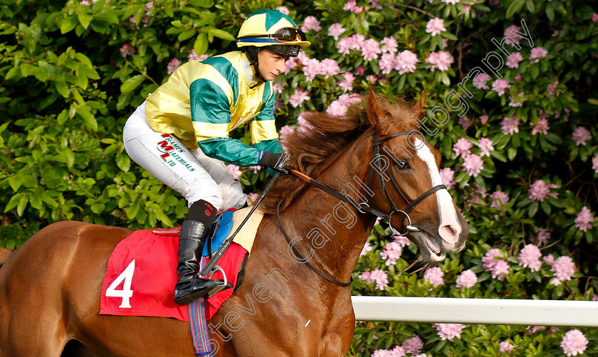 Jersey-Wonder-0001 
 JERSEY WONDER (Nicola Currie)
Sandown 30 May 2019 - Pic Steven Cargill / Racingfotos.com