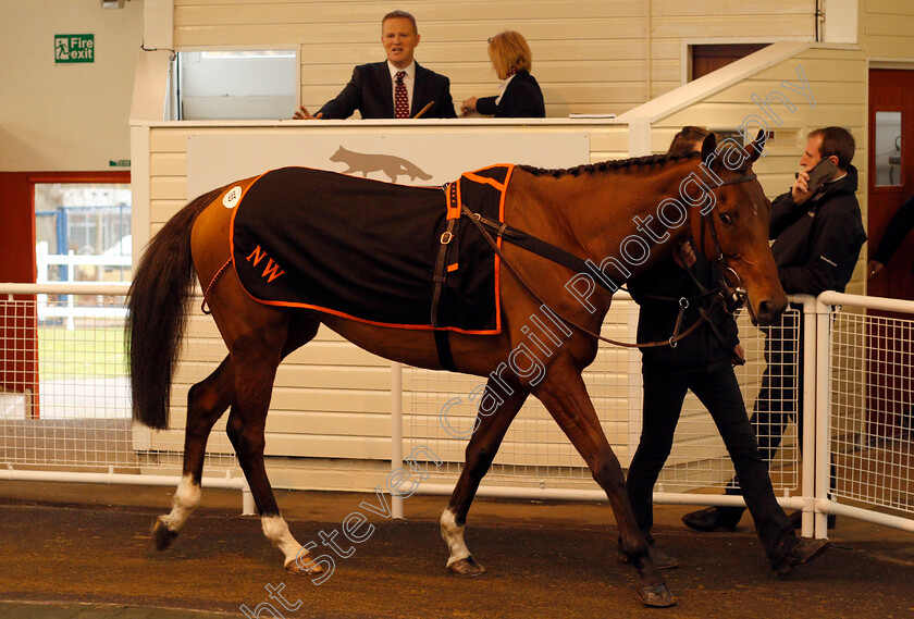 Lot-0165-After-Eight-Sivola-£7000-0001 
 Lot 165 AFTER EIGHT SIVOLA selling for £7000 at Tattersalls Ireland Ascot November Sale 9 Nov 2017 - Pic Steven Cargill / Racinfotos.com