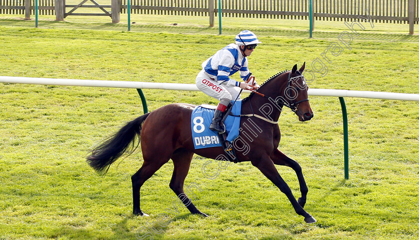 Armageddon-0001 
 ARMAGEDDON (Franny Norton)
Newmarket 12 Oct 2018 - Pic Steven Cargill / Racingfotos.com