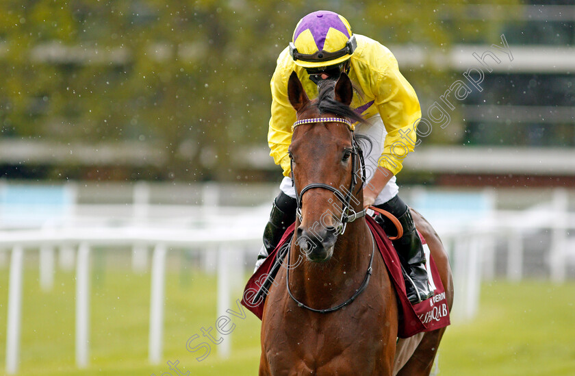 My-Oberon-0002 
 MY OBERON (Tom Marquand)
Newbury 15 May 2021 - Pic Steven Cargill / Racingfotos.com