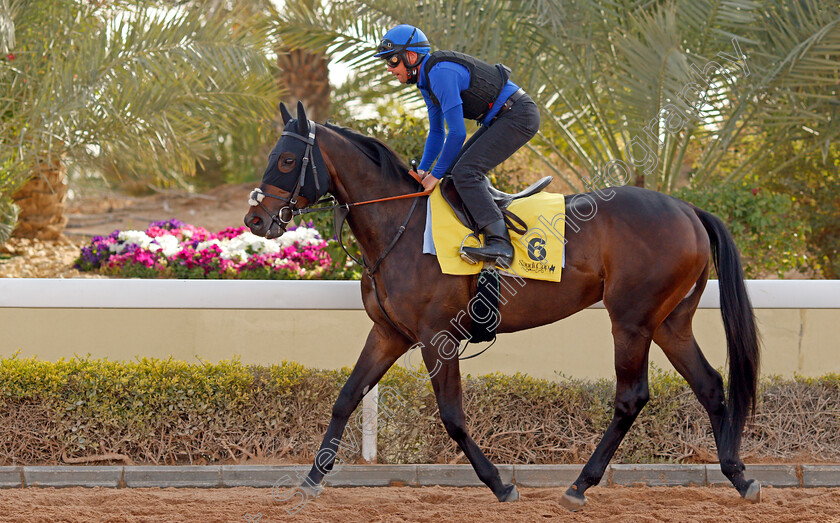 Passion-And-Glory-0002 
 PASSION AND GLORY training for The Turf Cup
King Abdulaziz Racetrack, Riyadh, Saudi Arabia 24 Feb 2022 - Pic Steven Cargill / Racingfotos.com