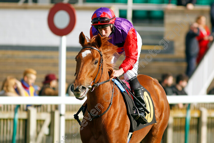 With-Zest-0002 
 WITH ZEST (Ryan Moore)
Newmarket 23 Oct 2024 - Pic Steven Cargill / Racingfotos.com