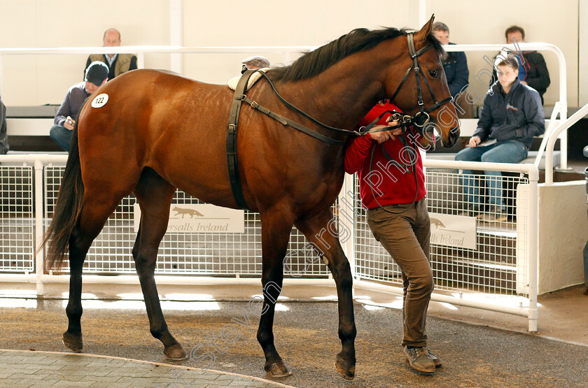 Lot-0122-colt-by-Hard-Spun-ex-Jaish-0001 
 Lot 122 colt by Hard Spun ex Jaish sells for £60,000 at the Tattersalls Ireland Ascot Breeze Up Sale 5 Apr 2018 - Pic Steven Cargill / Racingfotos.com