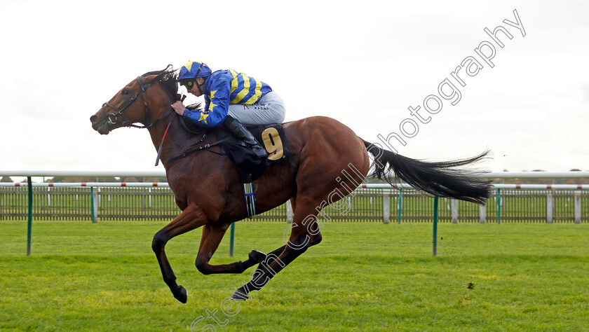 Treble-Tee-0002 
 TREBLE TEE (James Doyle) wins The Aston Martin Novice Stakes
Newmarket 23 Oct 2024 - Pic Steven Cargill / Racingfotos.com