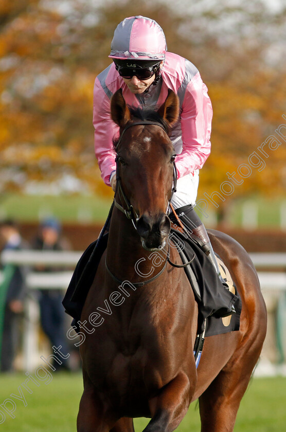 Dedham-0001 
 DEDHAM (Robert Havlin)
Newmarket 28 Oct 2022 - Pic Steven Cargill / Racingfotos.com