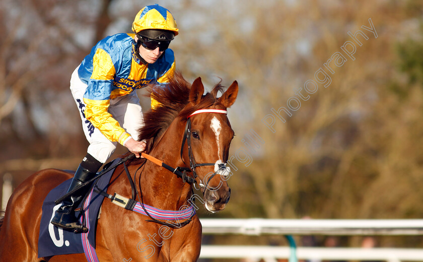 Tequilamockingbird-0002 
 TEQUILAMOCKINGBIRD (Luke Morris)
Lingfield 21 Jan 2023 - Pic Steven Cargill / Racingfotos.com