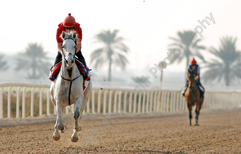 Lord-Glitters-0004 
 LORD GLITTERS exercising in preparation for Friday's Bahrain International Trophy
Sakhir Racecourse, Bahrain 16 Nov 2021 - Pic Steven Cargill / Racingfotos.com