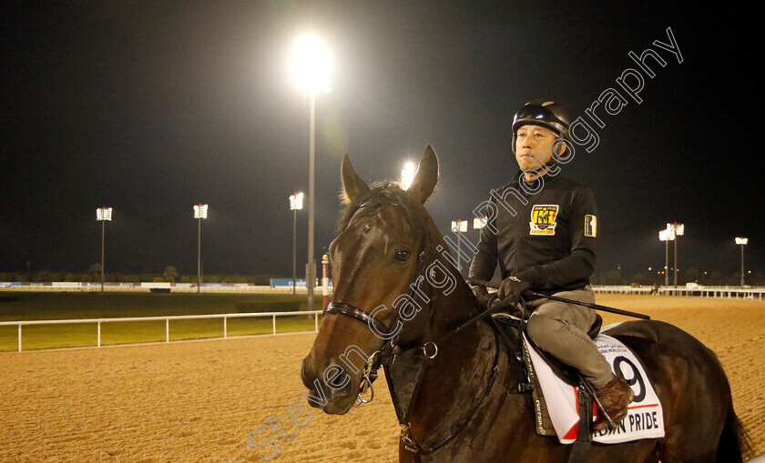 Crown-Pride-0002 
 CROWN PRIDE training for the Dubai World Cup
Meydan, Dubai, 21 Mar 2023 - Pic Steven Cargill / Racingfotos.com