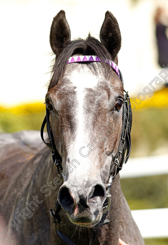 Maximum-Impact-0009 
 MAXIMUM IMPACT winner of The Royal Ascot Two-Year-Old Trial EBF Conditions Stakes
Ascot 3 May 2023 - Pic Steven Cargill / Racingfotos.com