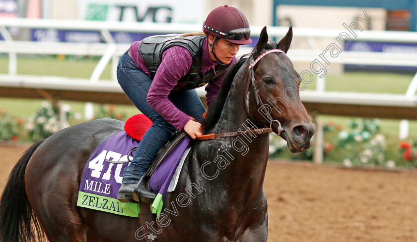 Zelzal-0001 
 ZELZAL training for The Breeders' Cup Mile at Del Mar USA 31 Oct 2017 - Pic Steven Cargill / Racingfotos.com