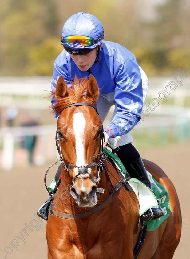 Poetic-Force-0001 
 POETIC FORCE (Poppy Bridgwater) 
Lingfield 19 Apr 2019 - Pic Steven Cargill / Racingfotos.com