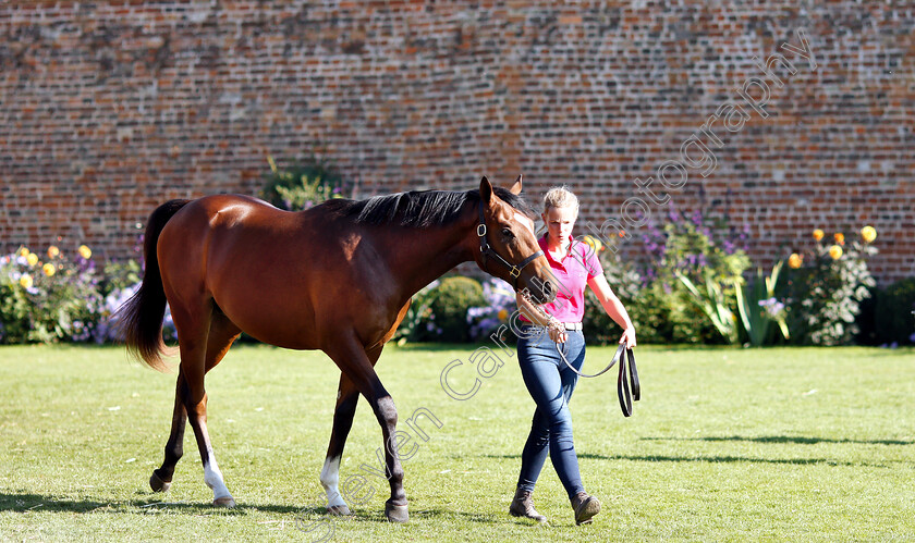 Tattersalls-0004 
 Scene at Tattersalls Yearling Sale Book1
Newmarket 10 Oct 2018 - Pic Steven Cargill / Racingfotos.com