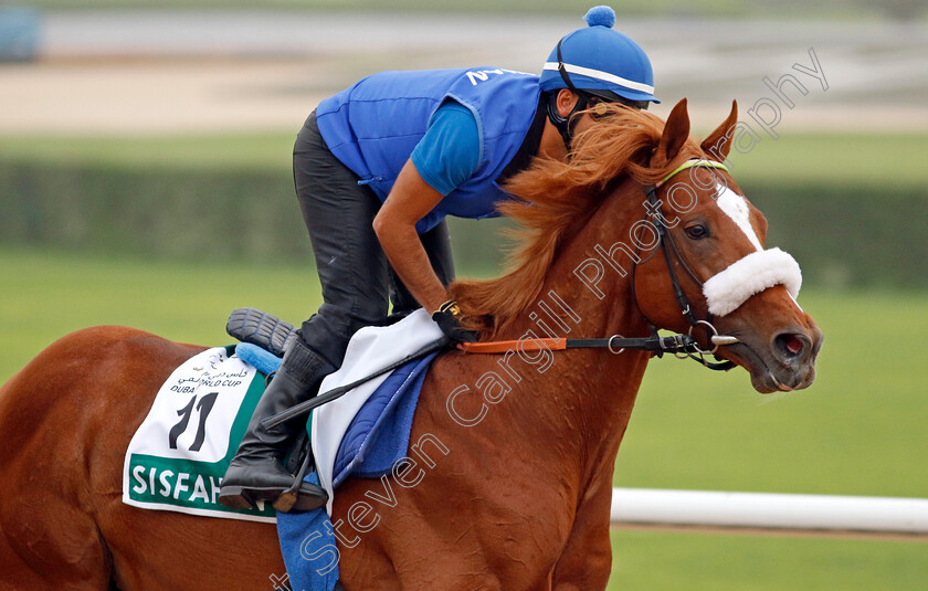 Sisfahan-0001 
 SISFAHAN training for The Sheema Classic
Meydan Dubai 26 Mar 2024 - Pic Steven Cargill / Racingfotos.com