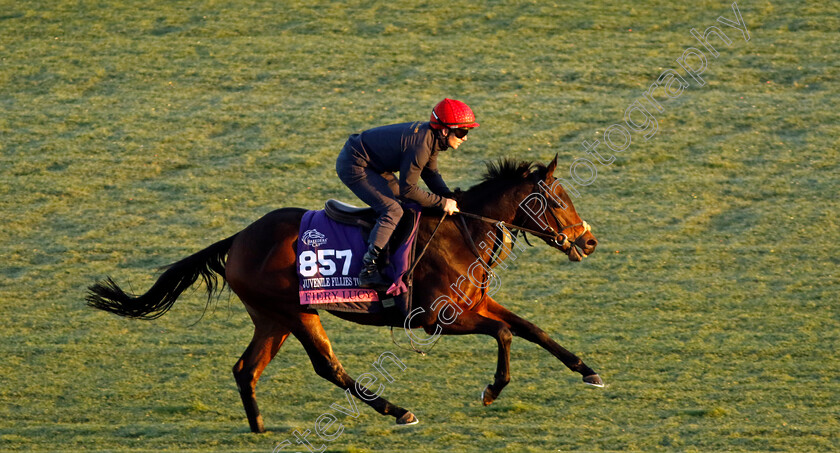 Fiery-Lucy-0001 
 FIERY LUCY training for the Breeders' Cup Juvenile Fillies Turf
Del Mar USA 30 Oct 2024 - Pic Steven Cargill / Racingfotos.com