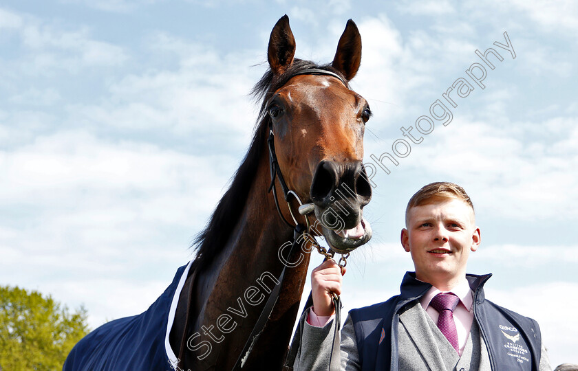 Hermosa-0014 
 HERMOSA after The Qipco 1000 Guineas
Newmarket 5 May 2019 - Pic Steven Cargill / Racingfotos.com