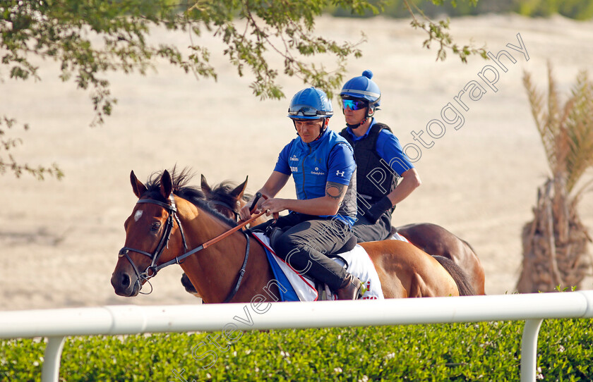 Dubai-Future-0001 
 DUBAI FUTURE exercising in preparation for Friday's Bahrain International Trophy
Sakhir Racecourse, Bahrain 18 Nov 2021 - Pic Steven Cargill / Racingfotos.com