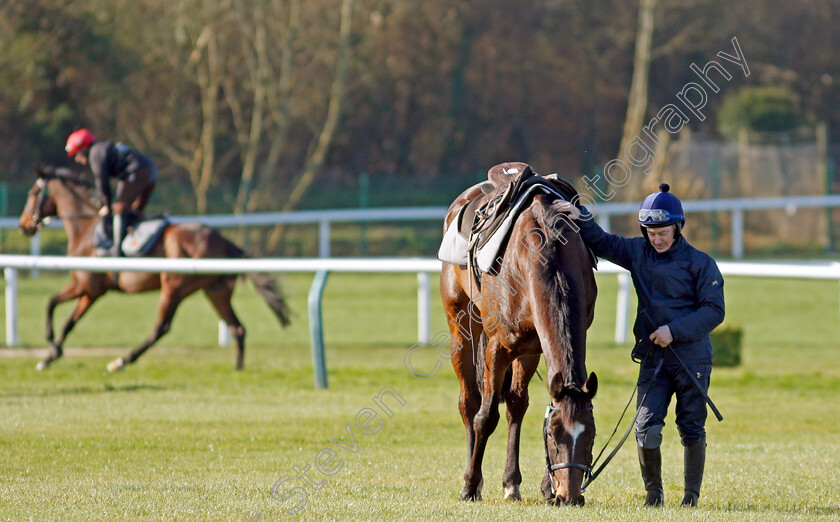 Appreciate-It-0001 
 APPRECIATE IT after exercise on the eve of the Cheltenham Festival
Cheltenham 14 Mar 2022 - Pic Steven Cargill / Racingfotos.com