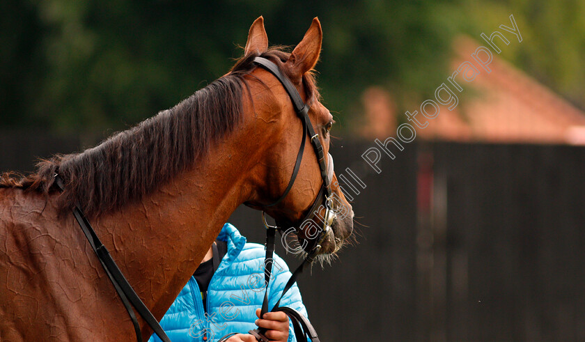 Addeybb-0007 
 ADDEYBB after working in preparation for next week's Eclipse Stakes
Newmarket 25 Jun 2021 - Pic Steven Cargill / Racingfotos.com