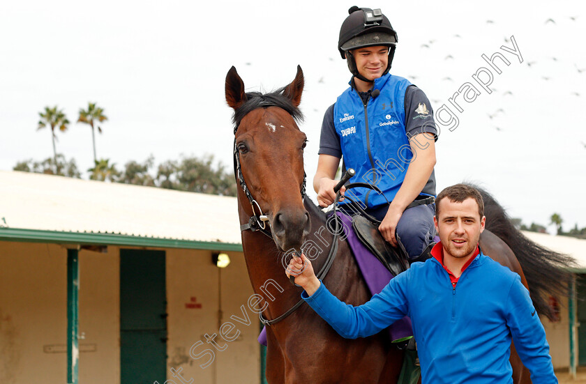 Ribchester-0001 
 RIBCHESTER training for The Breeders' Cup Mile at Del Mar USA, 1 Nov 2017 - Pic Steven Cargill / Racingfotos.com