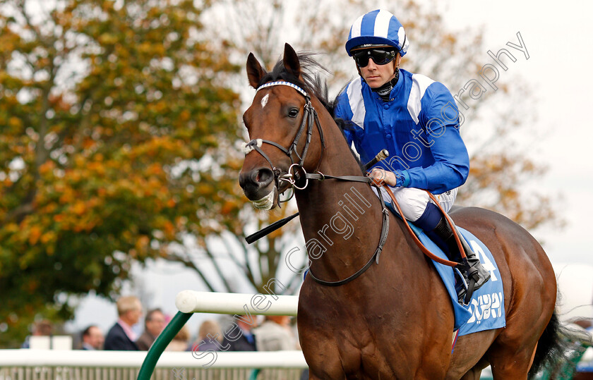 Mokaatil-0001 
 MOKAATIL (Jim Crowley) Newmarket 13 Oct 2017 - Pic Steven Cargill / Racingfotos.com