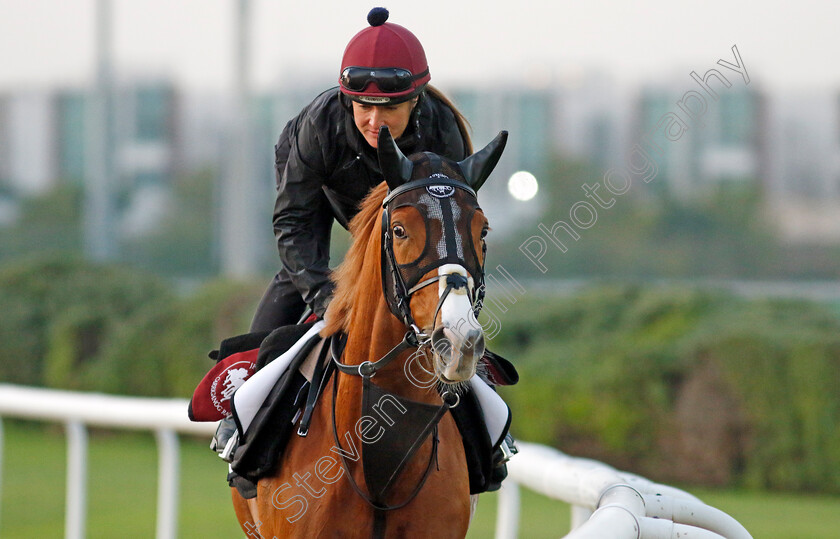 Galen-0001 
 GALEN training at the Dubai Racing Carnival
Meydan 22 Jan 2025 - Pic Steven Cargill / Racingfotos.com