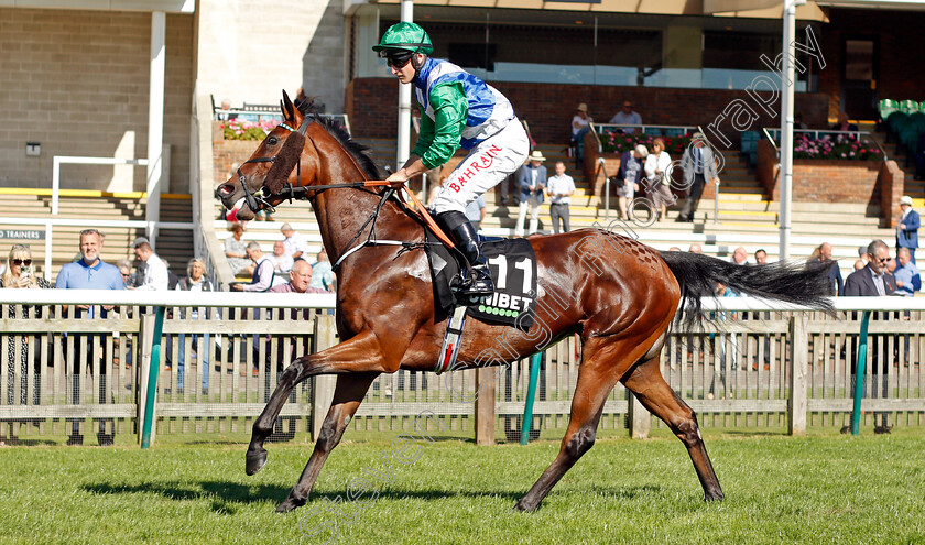 Ready-To-Venture-0001 
 READY TO VENTURE (Tom Marquand)
Newmarket 24 Sep 2021 - Pic Steven Cargill / Racingfotos.com