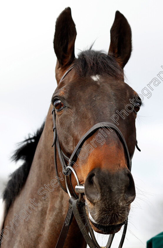 Might-Bite-0002 
 MIGHT BITE at Nicky Henderson's stable in Lambourn 20 Feb 2018 - Pic Steven Cargill / Racingfotos.com