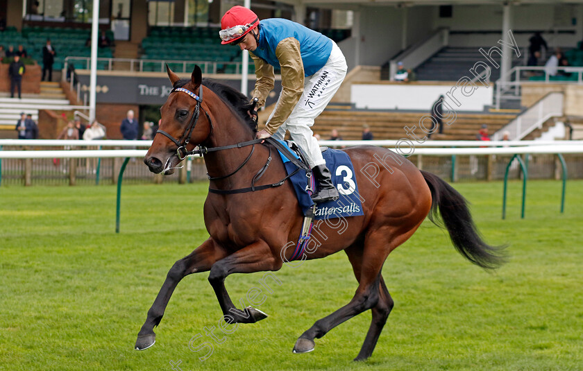 Diego-Ventura-0003 
 DIEGO VENTURA (James Doyle)
Newmarket 26 Sep 2024 - pic Steven Cargill / Racingfotos.com