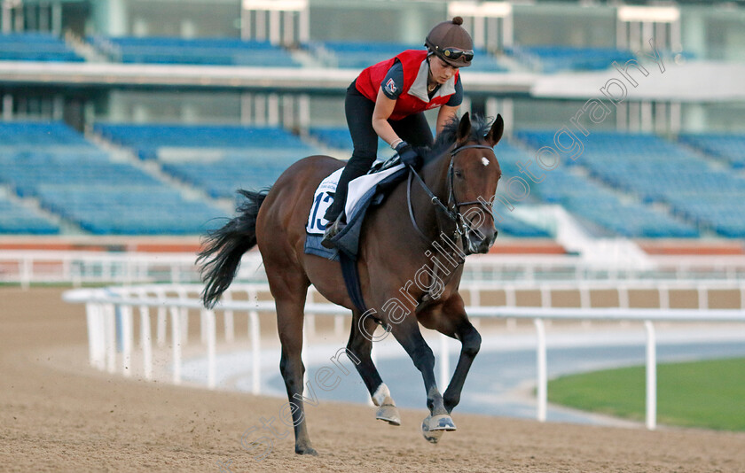 Secret-Combination-0003 
 SECRET COMBINATION training at the Dubai Racing Carnival 
Meydan 2 Jan 2025 - Pic Steven Cargill / Racingfotos.com