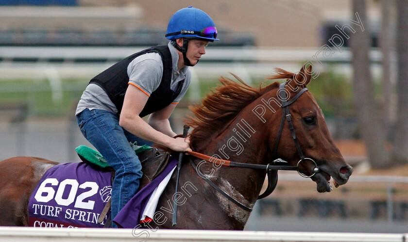 Cotai-Glory-0002 
 COTAI GLORY training for The Breeders' Cup Turf Sprint at Del Mar USA, 1 Nov 2017 - Pic Steven Cargill / Racingfotos.com