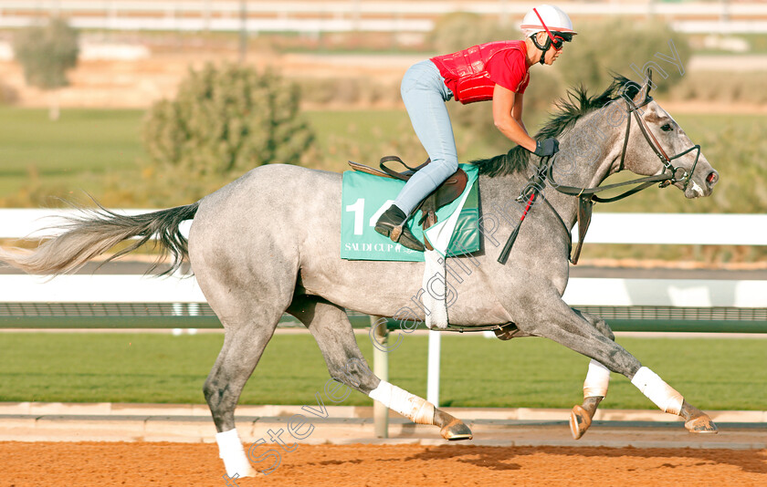 Tacitus-0007 
 TACITUS preparing for The Saudi Cup
Riyadh Racetrack, Kingdom Of Saudi Arabia, 27 Feb 2020 - Pic Steven Cargill / Racingfotos.com