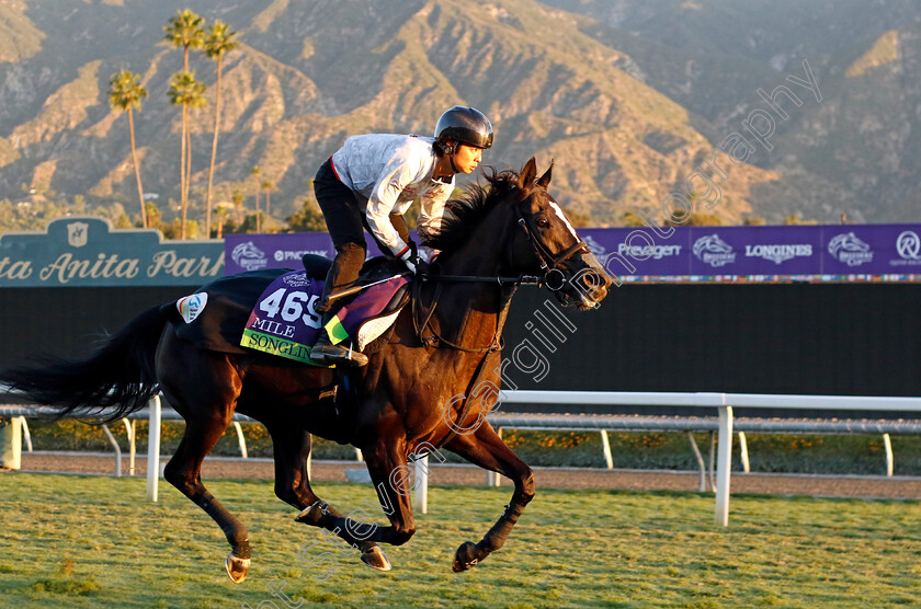 Songline-0001 
 SONGLINE training for the Breeders' Cup Mile
Santa Anita USA, 1 Nov 2023 - Pic Steven Cargill / Racingfotos.com