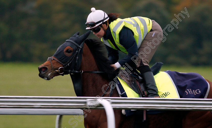 Journey-0001 
 JOURNEY cantering on Warren Hill in Newmarket 13 Oct 2017 - Pic Steven Cargill / Racingfotos.com