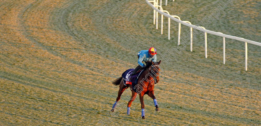 Fanny-Logan-0002 
 FANNY LOGAN (Frankie Dettori) training for The Breeders' Cup Filly & Mare Turf
Santa Anita USA 31 Oct 2019 - Pic Steven Cargill / Racingfotos.com