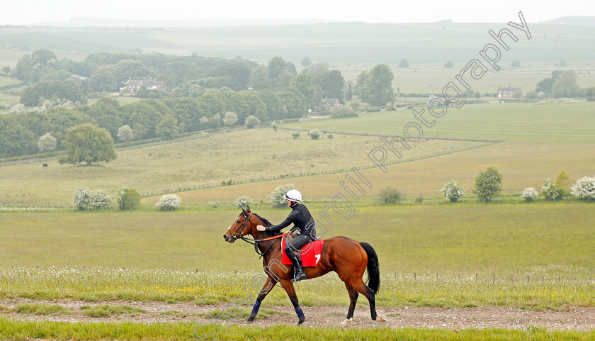 Battaash-0012 
 BATTAASH (Michael Murphy) heading home after exercising on the gallops, Lambourn 23 May 2018 - Pic Steven Cargill / Racingfotos.com