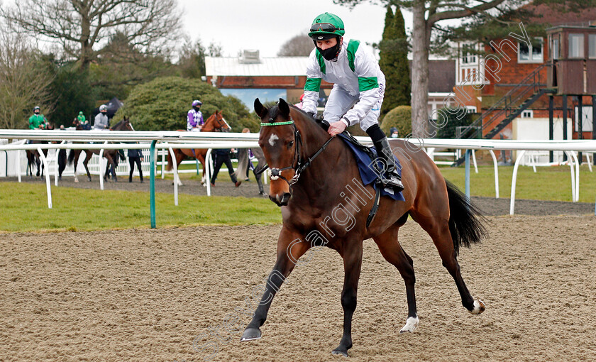 Exalted-Angel-0001 
 EXALTED ANGEL (Clifford Lee) winner of The Betway Kachy Stakes
Lingfield 6 Feb 2021 - Pic Steven Cargill / Racingfotos.com