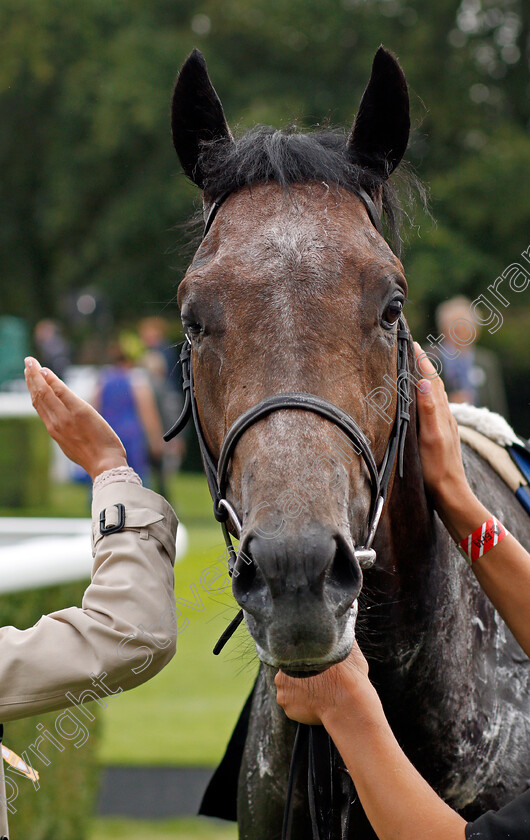 Angel-Bleu-0009 
 ANGEL BLEU after The Unibet Vintage Stakes
Goodwood 27 Jul 2021 - Pic Steven Cargill / Racingfotos.com