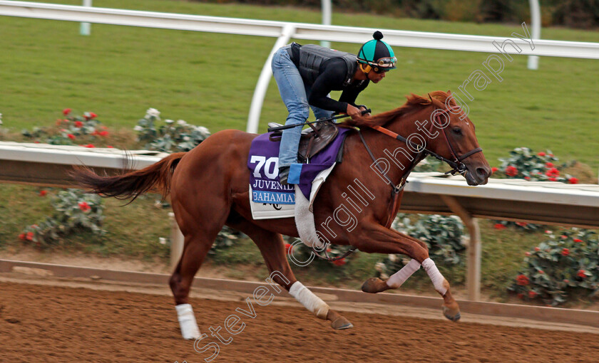 Bahamian-0001 
 BAHAMIAN exercising at Del Mar USA in preparation for The Breeders' Cup Juvenile 30 Oct 2017 - Pic Steven Cargill / Racingfotos.com