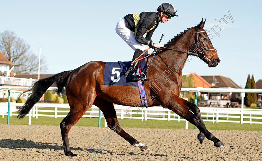 Spirit-Warning-0001 
 SPIRIT WARNING (Rob Hornby)
Lingfield 8 Feb 2020 - Pic Steven Cargill / Racingfotos.com