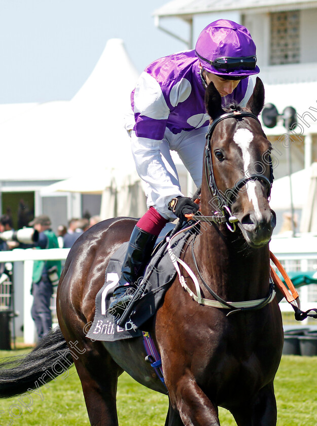 Yorkshire-Terrier-0001 
 YORKSHIRE TERRIER (Oisin Murphy)
Epsom 2 Jun 2023 - Pic Steven Cargill / Racingfotos.com